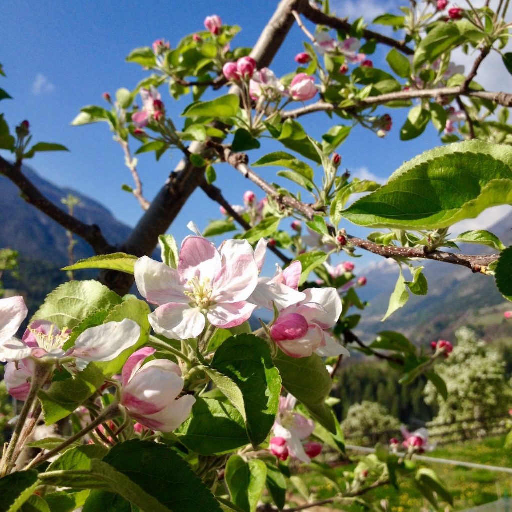 fiorinda-fioritura-festa-ilovevaldinon