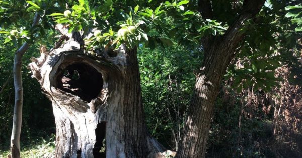 3 Alberi Eccezionali Della Val Di Non