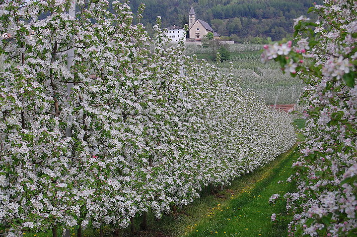 Fiorinda Foto credits Luigi Cristoforetti