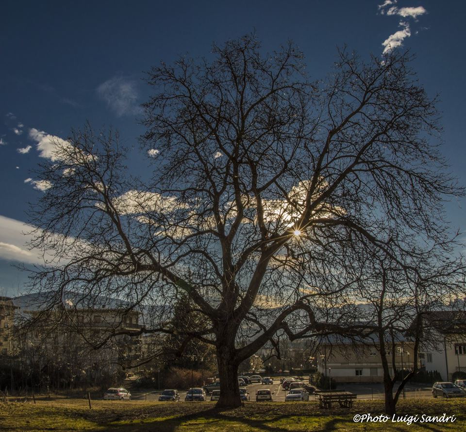 alberi noce di cles Luigi Sandri