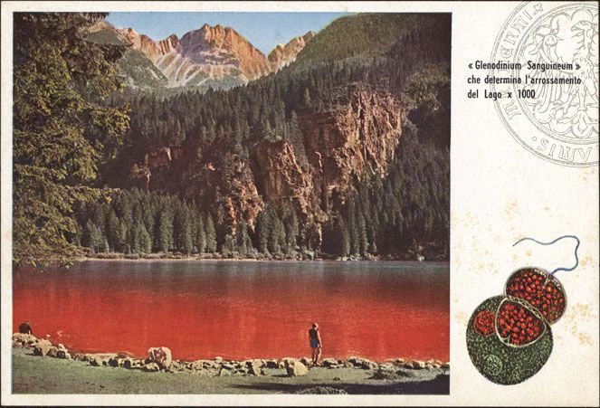 lago-di-tovel-lago-rosso-cartolina-1957-catinabib