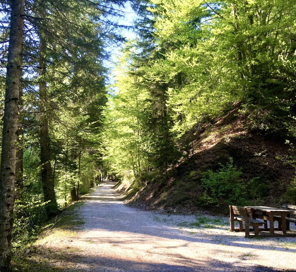 strada forestale di vallavena