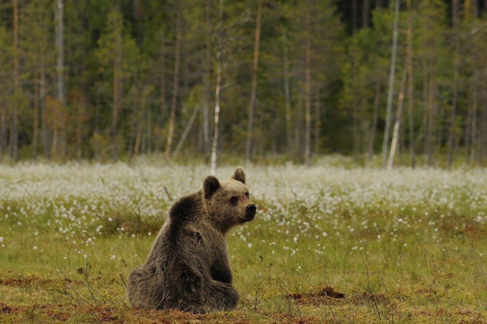 orso - parco adamello brenta - ILOVEVALDINON