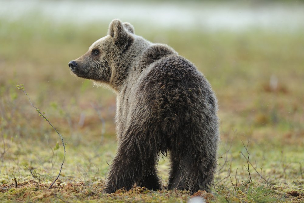 orso -parco adamello brenta- ilovevaldinon