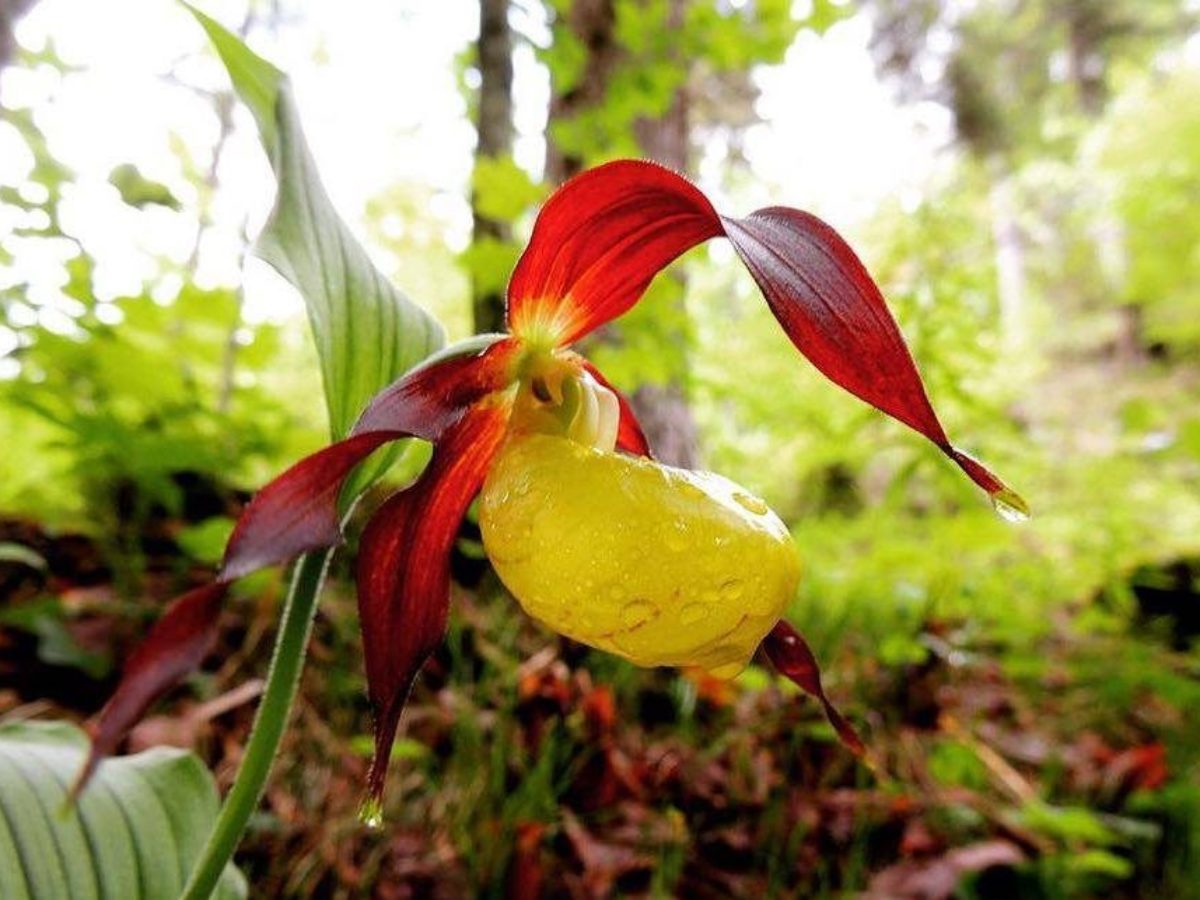 7 Fiori Di Montagna Che Dovresti Proprio Conoscere