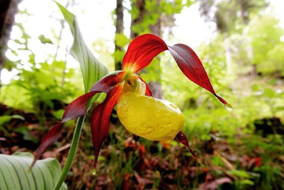 7 Fiori Di Montagna Che Dovresti Proprio Conoscere