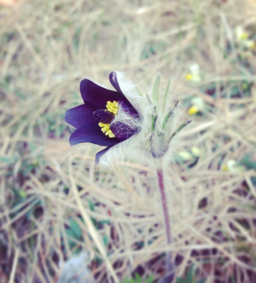 fiori-anemone-elisa Battocletti (3)