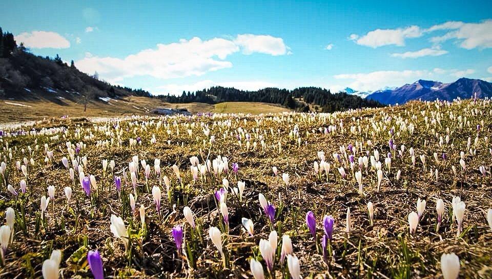 fiori-crocus-Maria Stancher