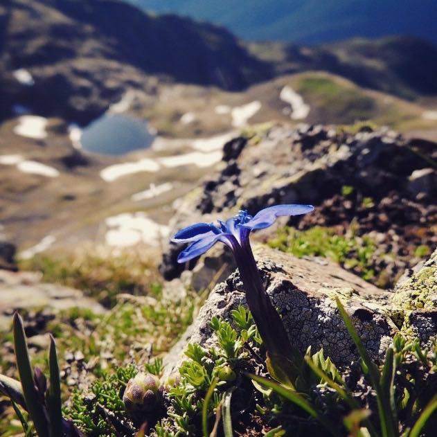 fiori di montagna-genzianella-monte Luco-elisa Battocletti