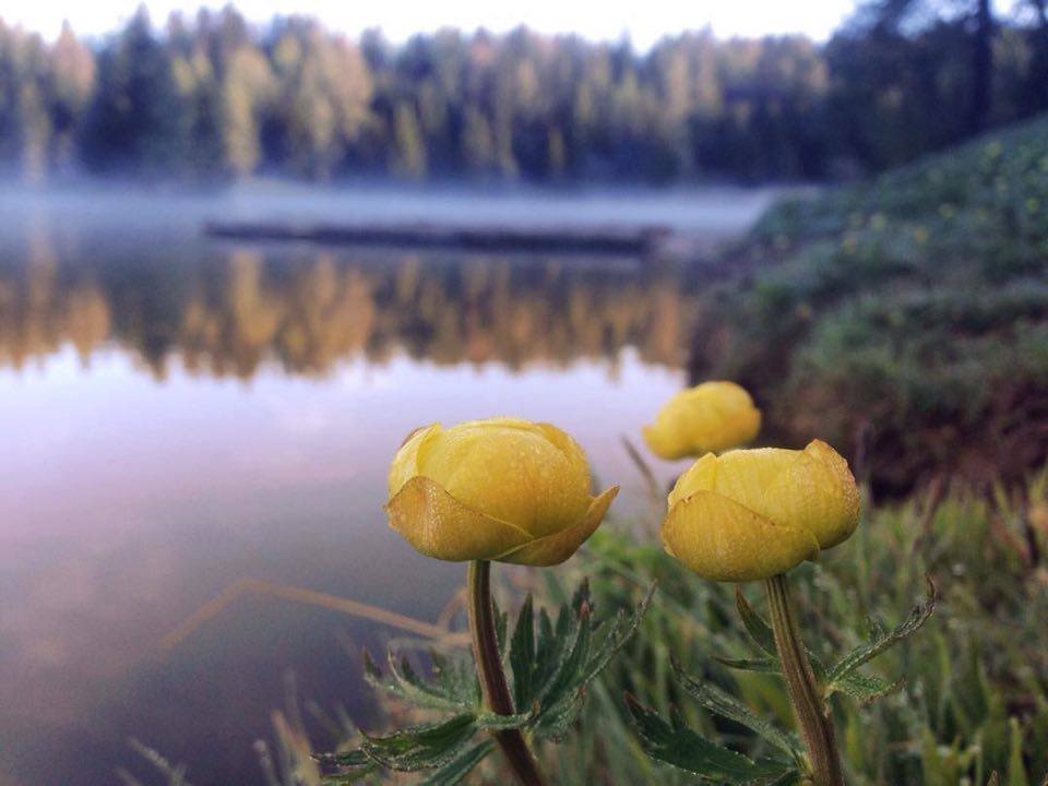 fiori di montagna-lago di Tret-Elisa Battocletti