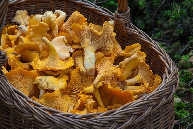 7 consigli di cui non puoi fare a meno se vai per funghi > I Love Val