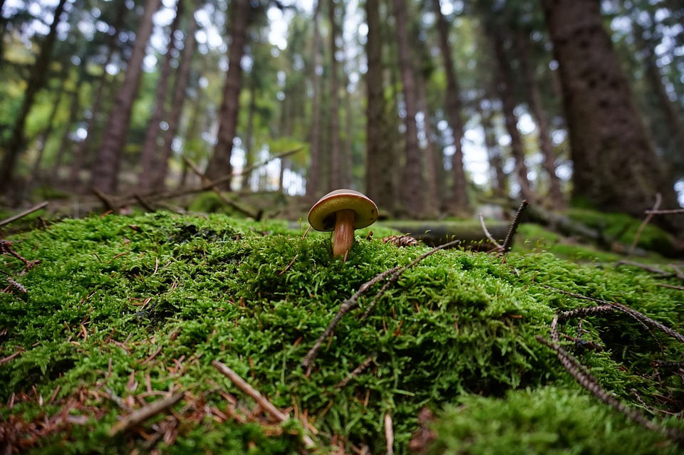 funghi bosco