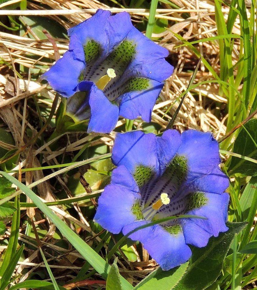 genziana-Val di Non-elisa Battocletti (1)