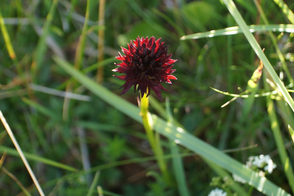 fiori di montagna-nigritella 