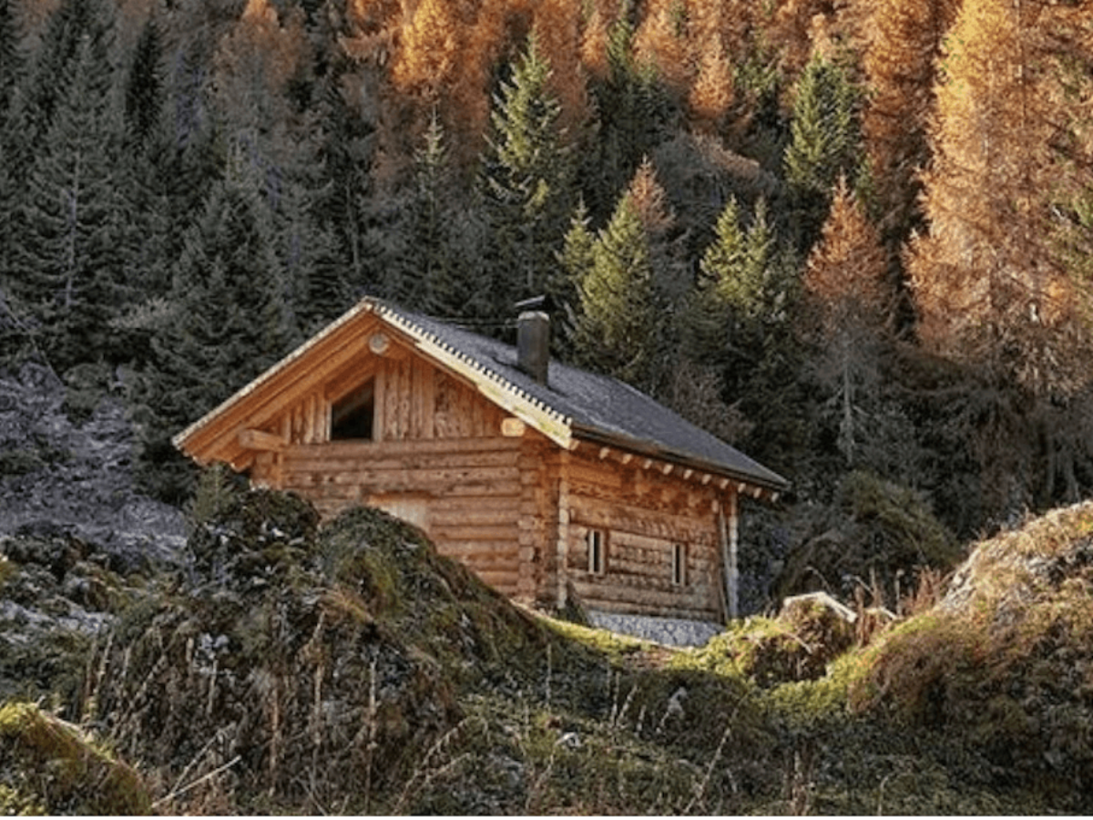 Albero Di Natale Pino O Abete.Come Distinguere Un Pino Da Un Abete