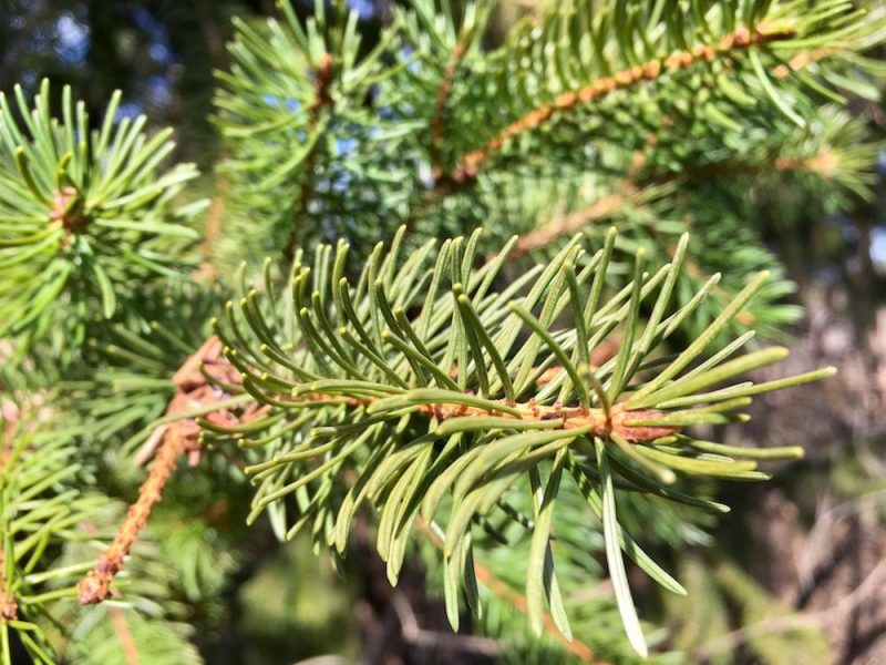 Come distinguere un pino da un