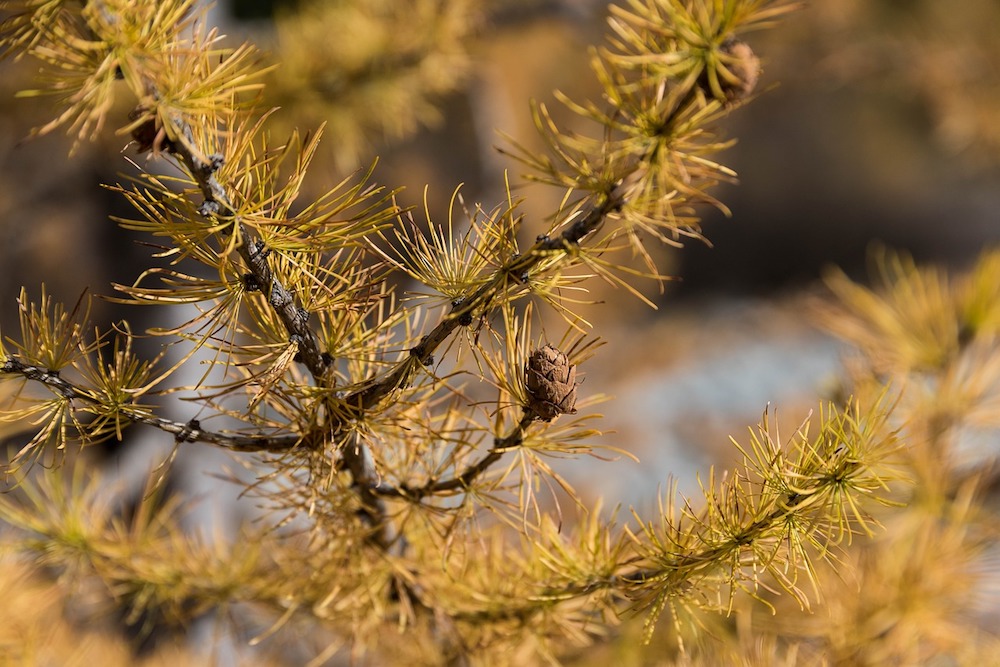 differenza pino abete- larice autunno