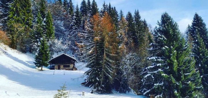 differenza tra pino e abete-bosco-monte Ozol