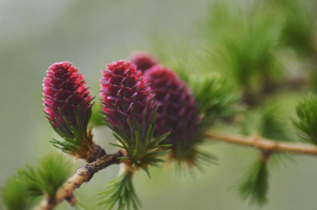 fiori di larice 