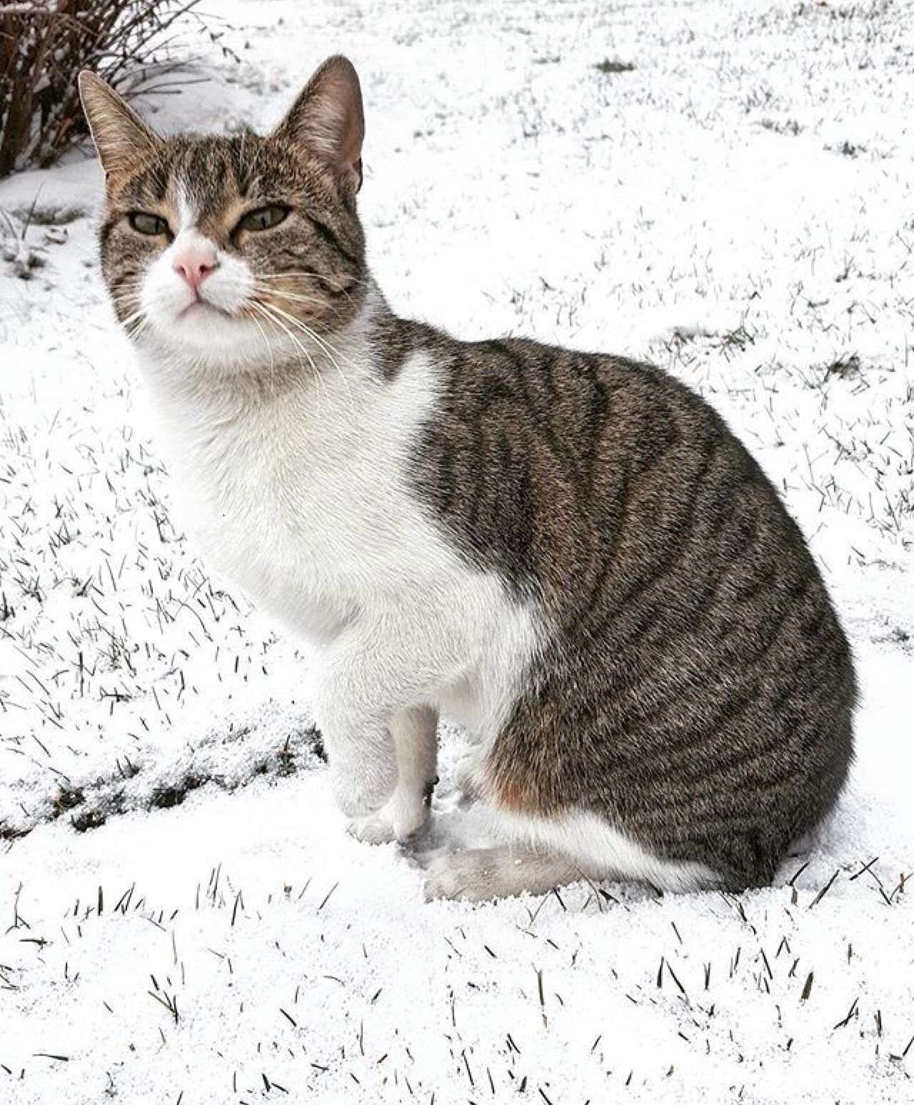 neve-foto-gatto-alberto concini