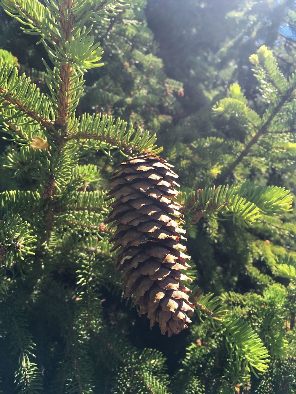 Albero Di Natale Pino O Abete.Come Distinguere Un Pino Da Un Abete