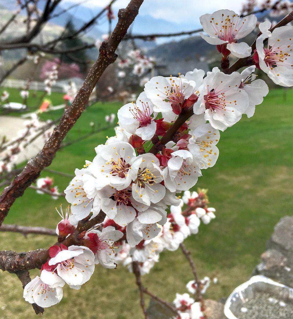 fiori-alberi da frutto-albicocco-sara manella