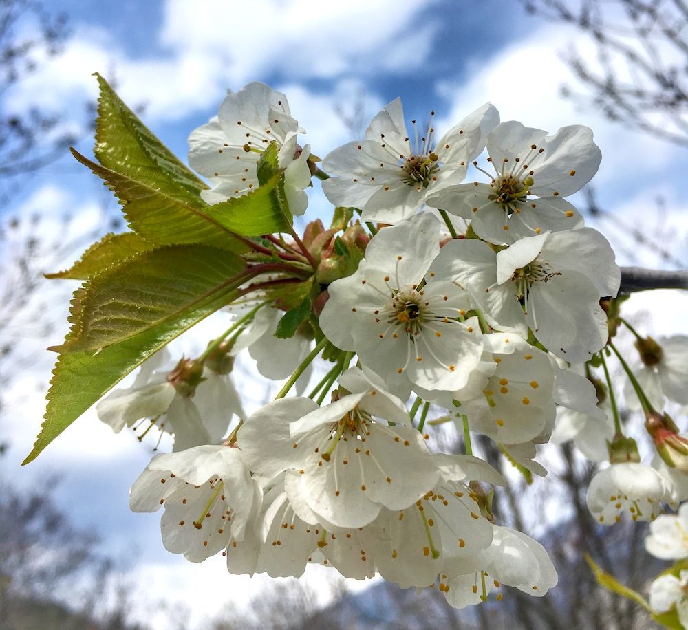 fiori alberi da frutto-ciliegio-sara manella