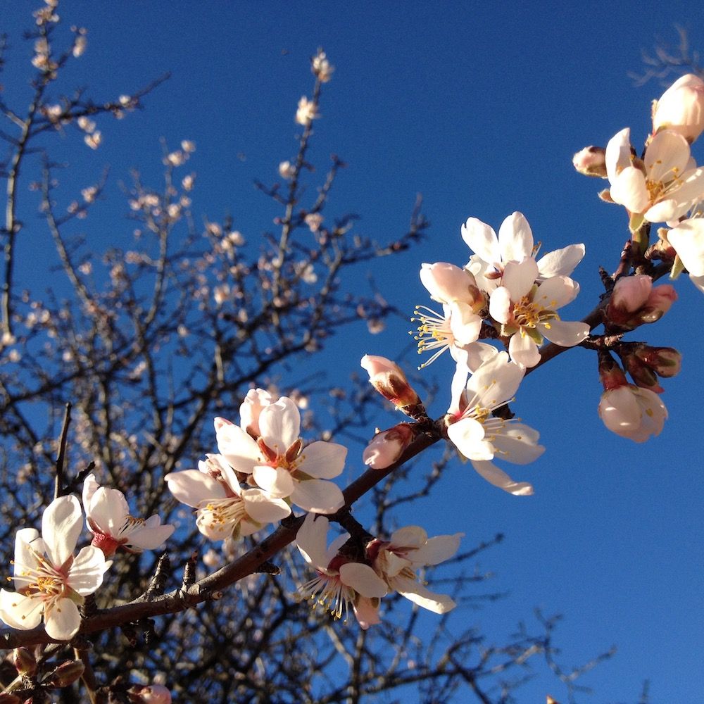 Albero Con Fiori Profumatissimi : ADELARTE: Albero addobbato con palle e fiori realizzati ...