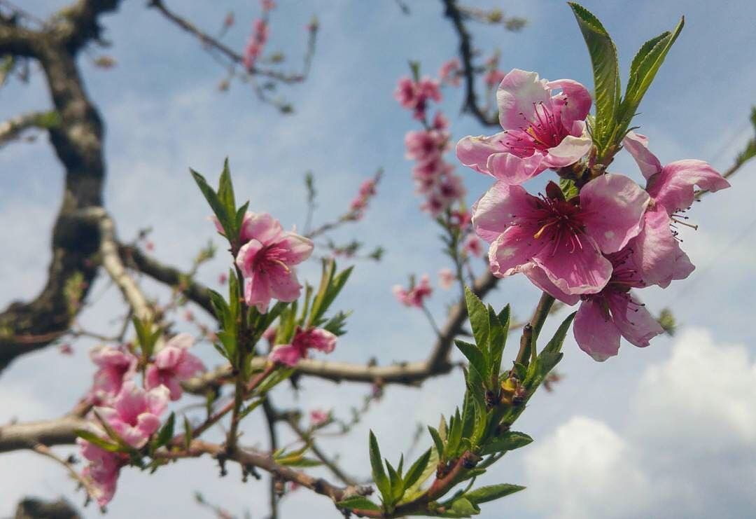 fiori-alberi da frutto-pesco-manpreet singh