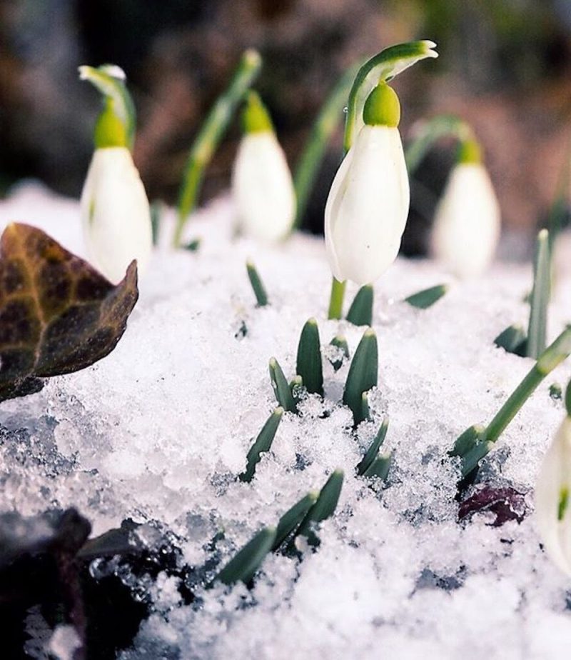 3 Fiori Primaverili Che Sbocciano Nei Boschi Di Montagna In Primavera 3-fiori-primaverili-che-sbocciano-nei-boschi-di-montagna-in-primavera