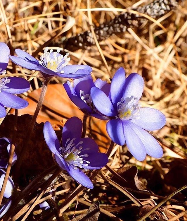 fiori di primavera-erba trinità-elisa battocletti- i love val di non