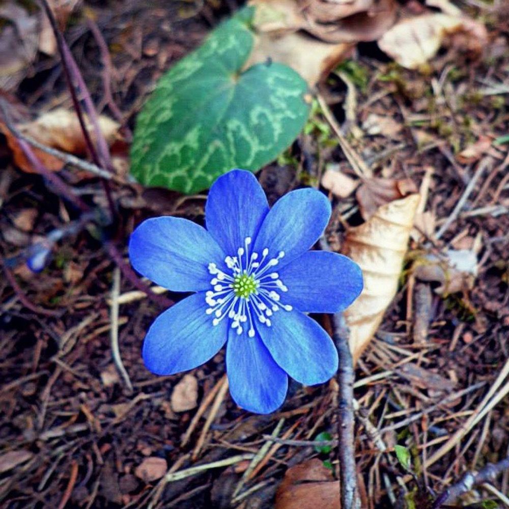 fiori di primavera-erba trinità-maria flor-i love val di non