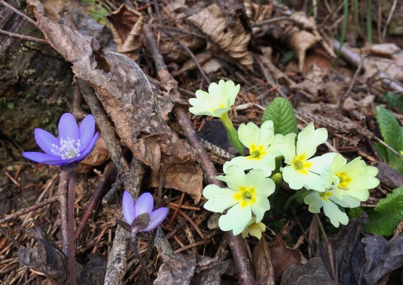 3 fiori primaverili che crescono in montagna e colorano ...