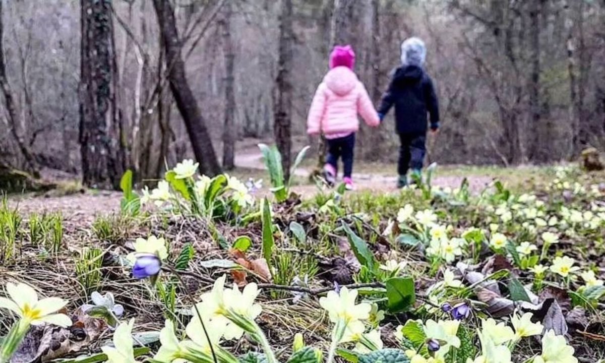 3 Fiori Primaverili Che Sbocciano Nei Boschi Di Montagna In Primavera