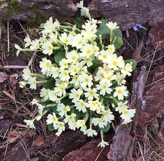 fiori primaverili- primavera-primula