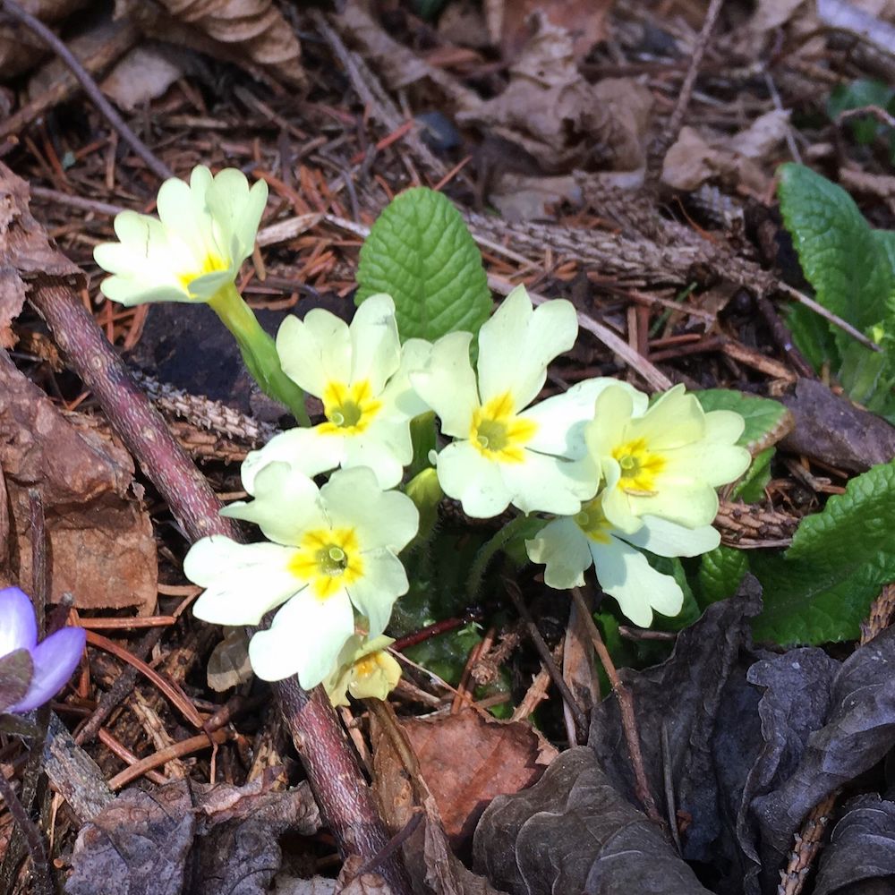 fiori primaverili- primula comune- i love val di non