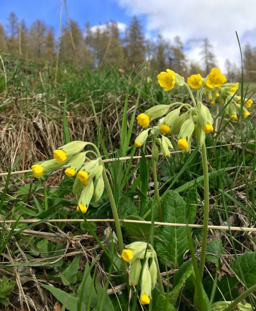 fiori primaverili - primula odorosa- i love val di non