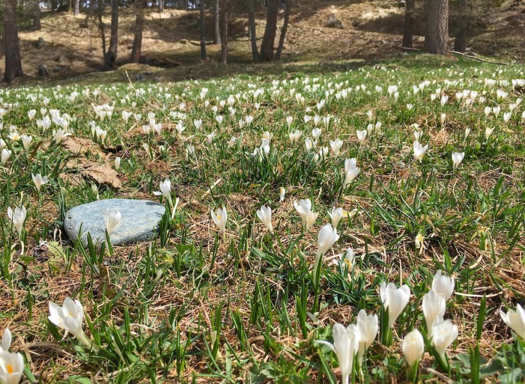 montagna-in-primavera-crocus