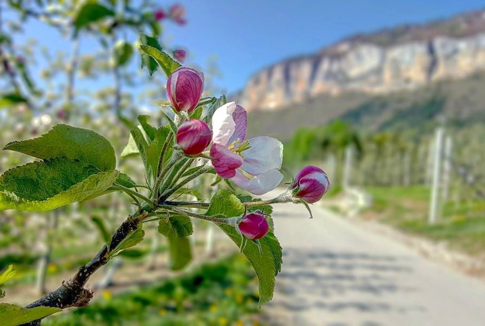 montagna in primavera-marco formolo-i love val di non