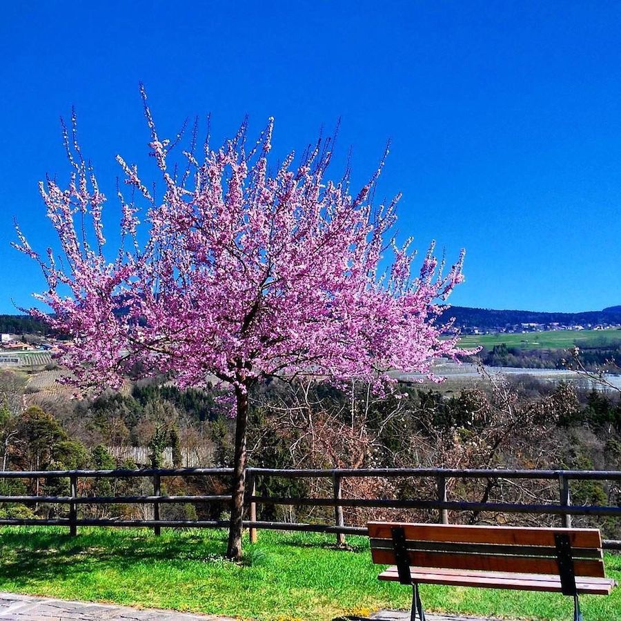 montagna-in-primavera-mary-pinamonti-ilovevaldinon