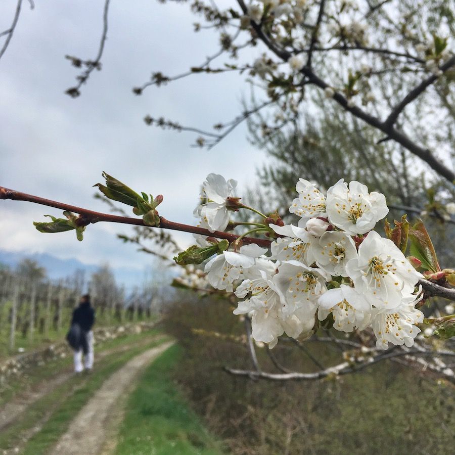 montagna-in-primavera-passeggiate