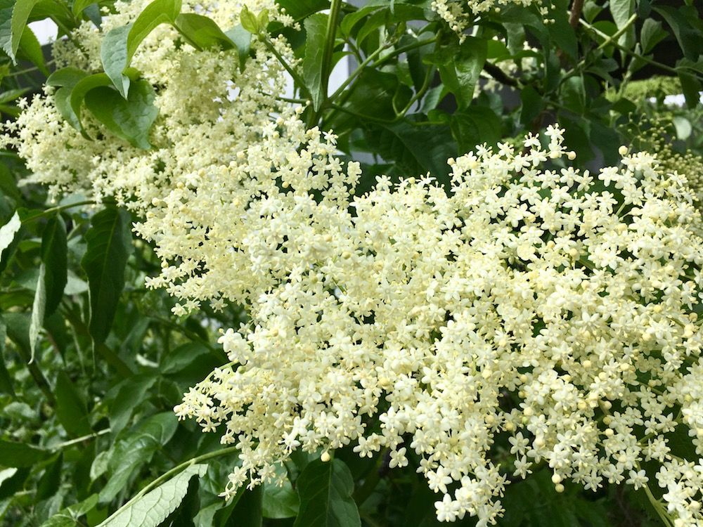 Fiori di sambuco - per la ricetta dello sciroppo di sambuco