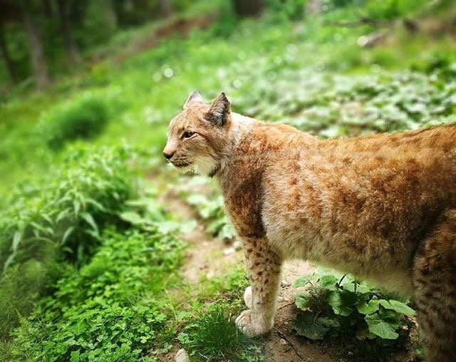 10 cose da fare in val di non-parco faunistico spormaggiore