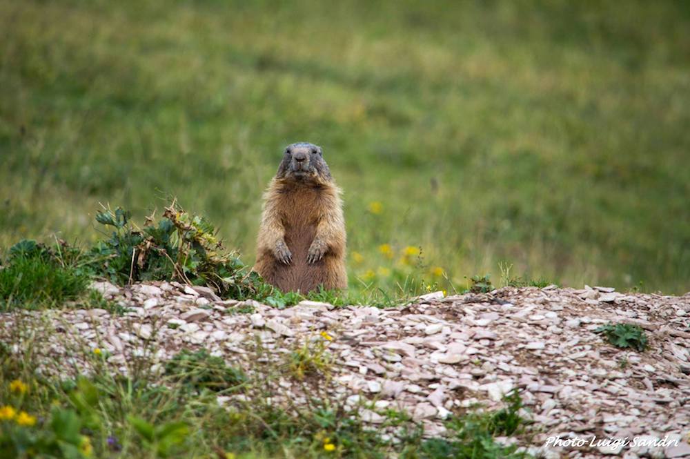 marmotta