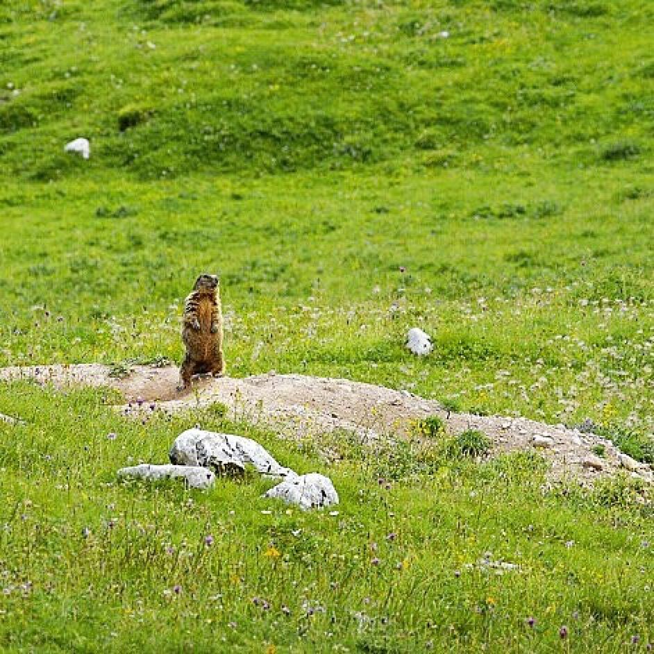 marmotta di vedetta sul monte peller