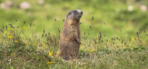 marmotta monte peller