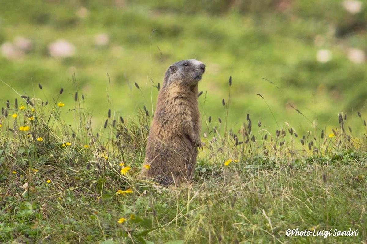 marmotta monte peller