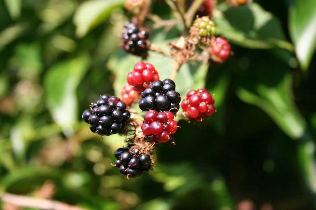 FRUTTI DI BOSCO