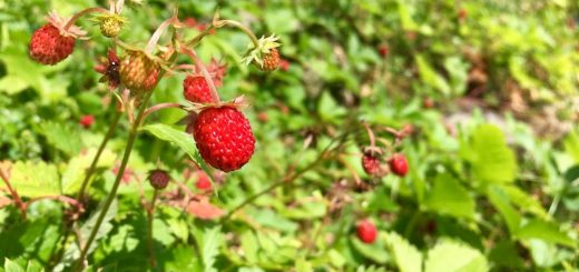 frutti di bosco - fragoline