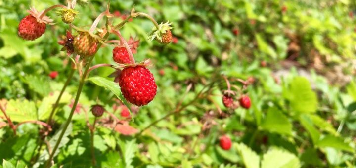 frutti di bosco - fragoline